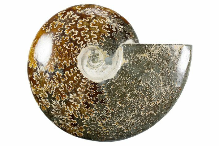 Polished Ammonite (Cleoniceras) Fossil - Madagascar #345551